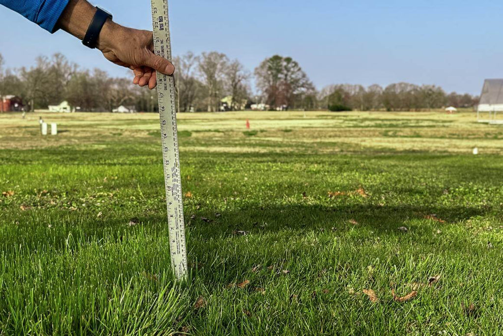 Excellent Ground Covering