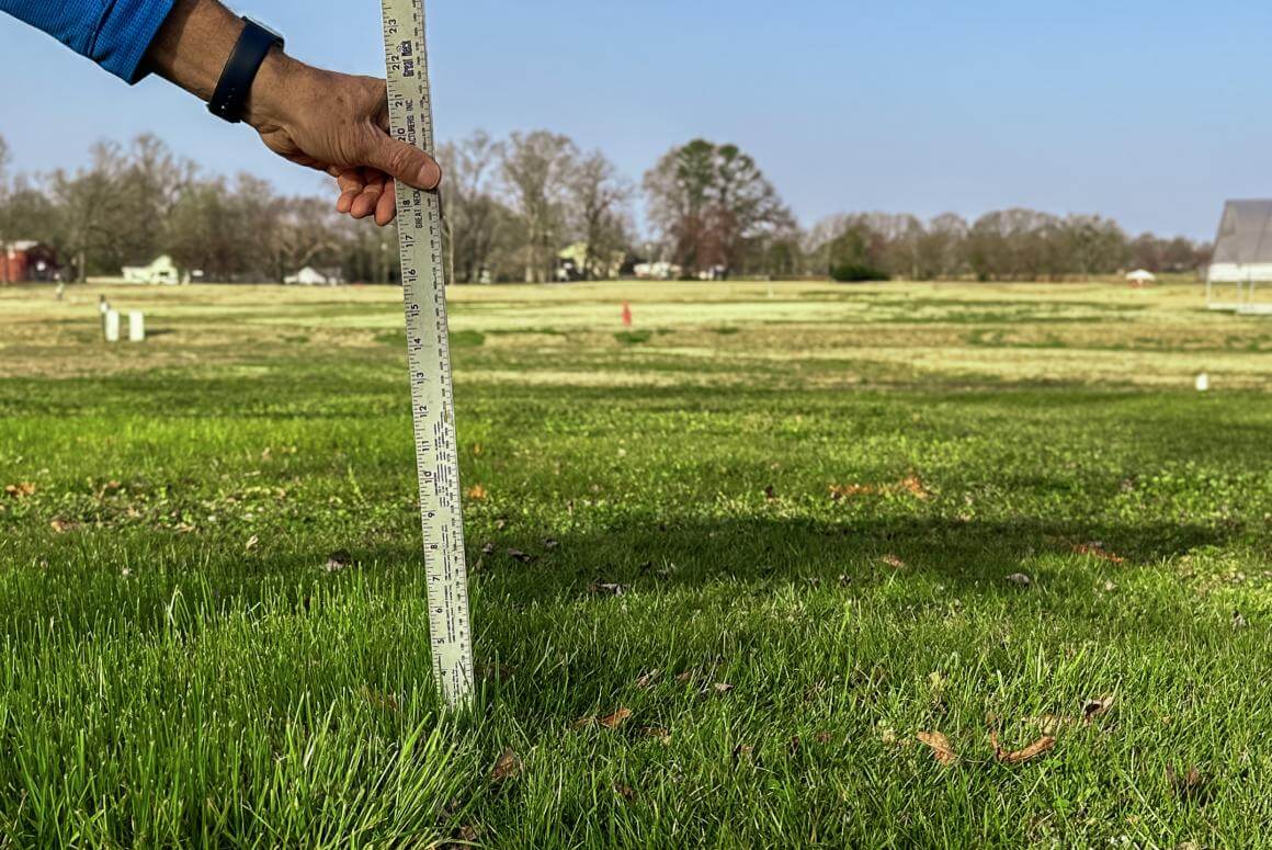 Excellent Ground Covering