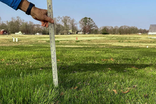 Excellent Ground Covering